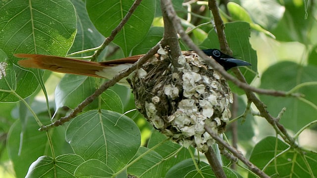 পাকুড়গাছের ছোট ডালে বাসা বেঁধেছে দুধরাজ পাখি