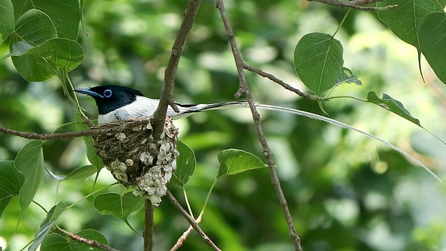 তা দিচ্ছে সাদা পুরুষ পাখিটি