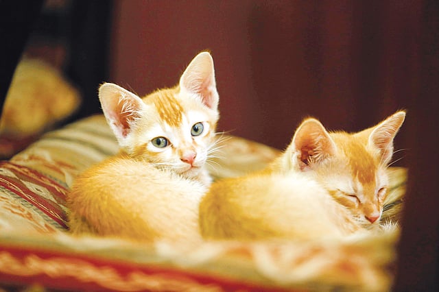 এমন সুন্দর পোষা প্রাণীদের পরিচ্ছন্ন রাখার বিকল্প নেই। ছবি: অধুনা