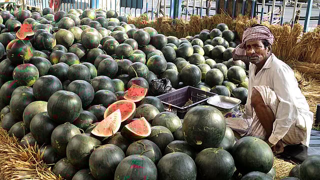 গরমে তরমুজের চাহিদা বেড়েছে। ছবি: ভাস্কর মুখার্জি