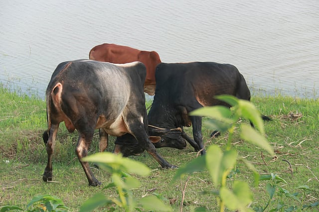 ছাড় দিতে রাজি নয় কেউ