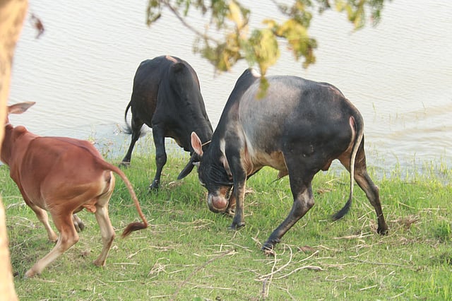 আতঙ্কিত পাশের গরুটি