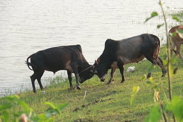 এখনো দুটি অটল