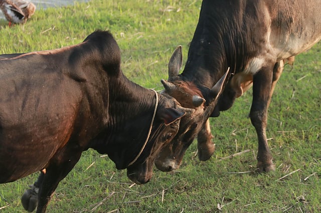 লড়াই চলছে সমানে সমান