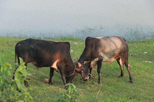 চলছে লড়াই হাওরপাড়ে