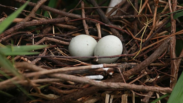 ডিম দিয়েছে বক পাখি।