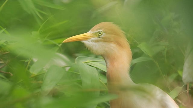 খুব কাছ থেকে দেখার সুযোগ আছে বক পাখিদের।