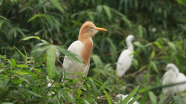 পুরো বাড়ির গাছগুলো পাখিদের দখলে।