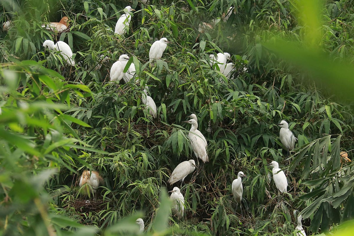 পাখিবাড়ির পাখিরা।