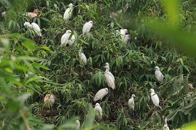 পাখিবাড়ির পাখিরা।