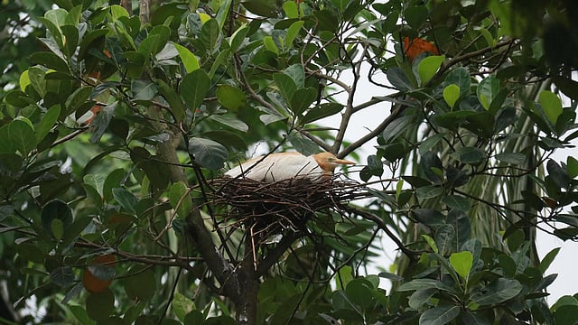 ডিমে তা দিচ্ছে বক পাখি।