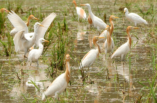 খাবার খুঁজছে পাখিরা