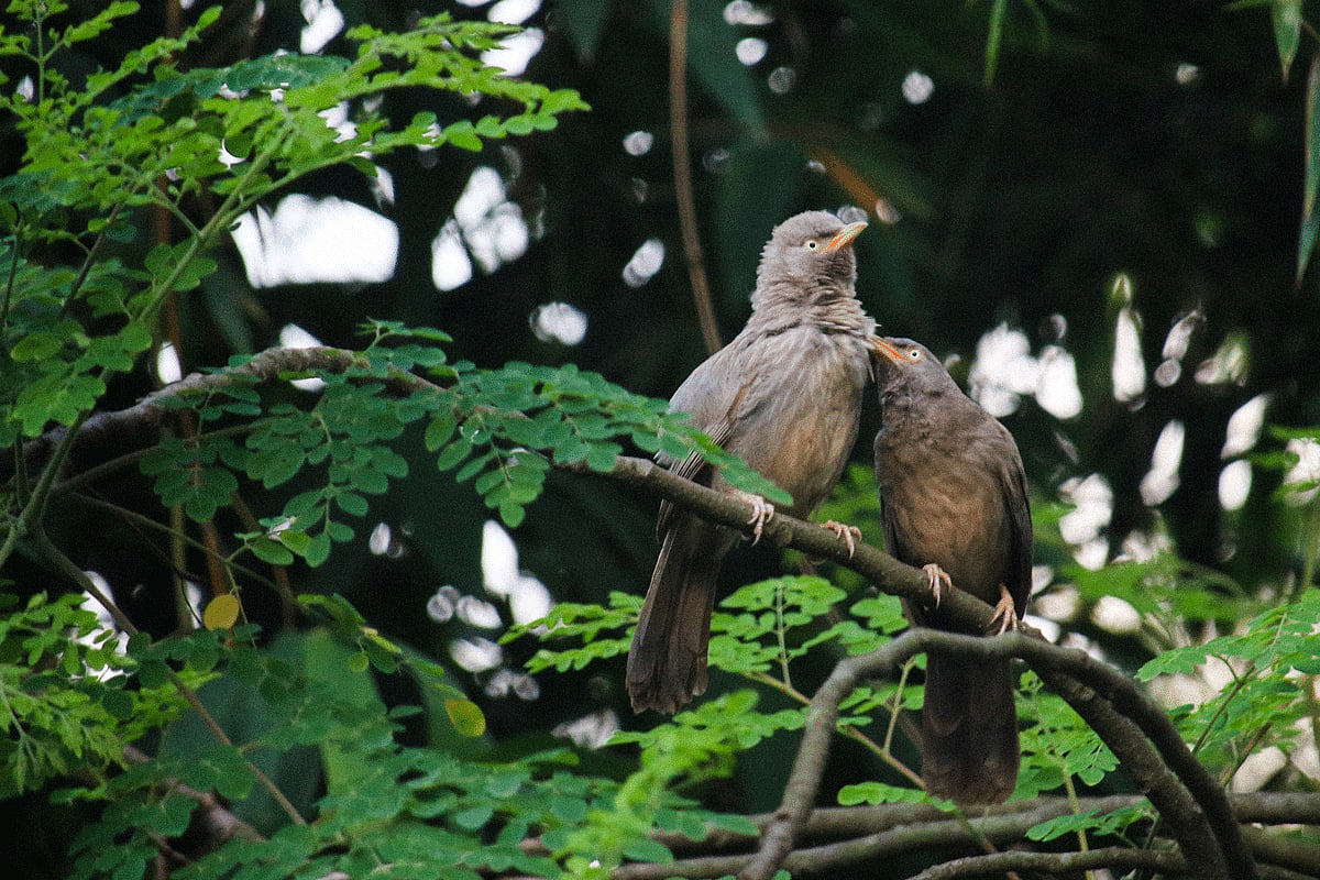 জোড়া সাত ভাই ছাতারে। পাখিরা ৬ থেকে ১০টি একসঙ্গে থাকে। বেশির ভাগ সময় সাতটি ছাতারেকে একসঙ্গে দেখা যায়। সে জন্য এদের নাম হয়েছে সাত ভাই