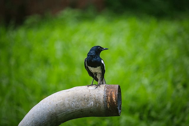জাতীয় পাখি দোয়েল