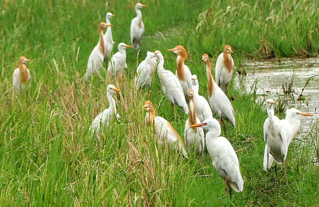 খাবারের খোঁজে একঝাঁক বক