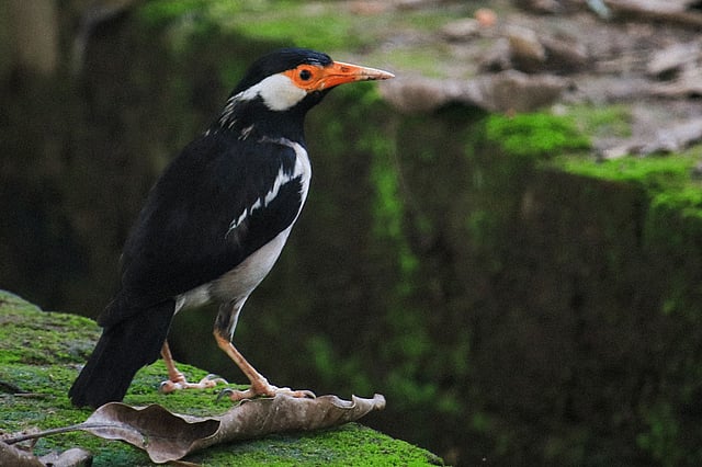 গোশালিক বা গোবরে শালিক খাবার খুঁজছে