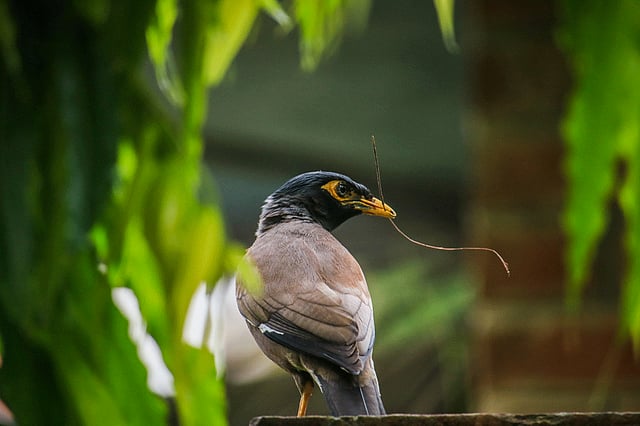 বাসা বুনতে খড়কুটো নিয়ে যাচ্ছে শালিক পাখিটি