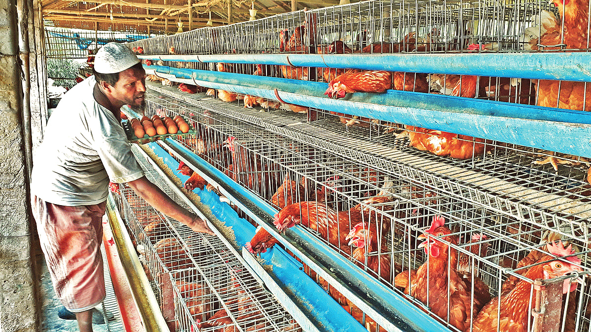 মুরগির খামার থেকে ডিম সংগ্রহ করছেন খামারি আবদুর রাজ্জাক। প্রথম আলো