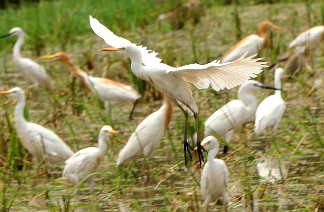 দল বেঁধেই ঘোরে ওরা