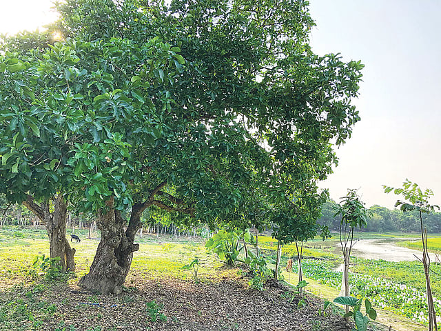 যশোরের বাঘারপাড়ার ক্ষেত্রপালা গ্রামের চিত্রা নদীর পাড়ে শতবর্ষী হিজলগাছ।  প্রথম আলো