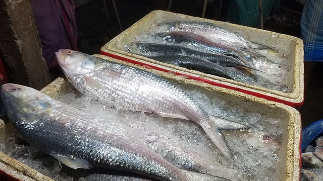 কয়েক দিন ধরে প্রচুর ইলিশ ধরা পড়ছে। ছবি: প্রথম আলো