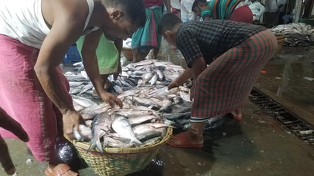 বাজারে প্রচুর ইলিশ আসায় কর্মচঞ্চল হয়ে উঠেছেন মৎস্যশ্রমিকেরা। ছবি: প্রথম আলো