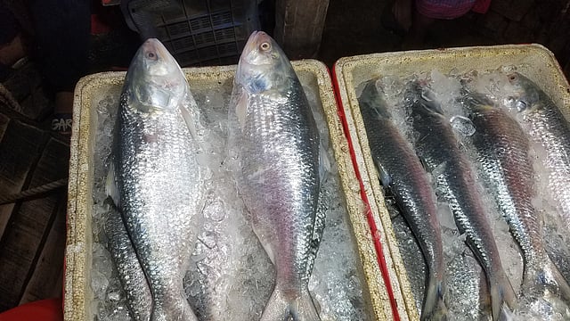 জেলেরা ইলিশ নিয়ে আসছেন চাঁদপুর মাছঘাটে। ছবি: প্রথম আলো