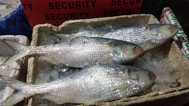 এক কেজি ওজনের ইলিশ ১ হাজার ২০০ টাকায় বিক্রি হচ্ছে। ছবি: প্রথম আলো