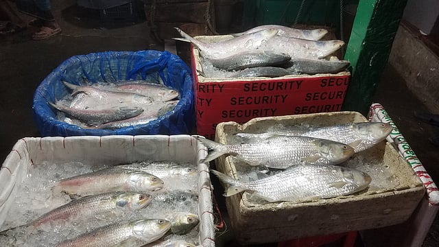 দেড় কেজি ওজনের ইলিশ প্রতি কেজি ১ হাজার ৫০০ থেকে ১ হাজার ৬০০ টাকা বিক্রি হচ্ছে। ছবি: প্রথম আলো