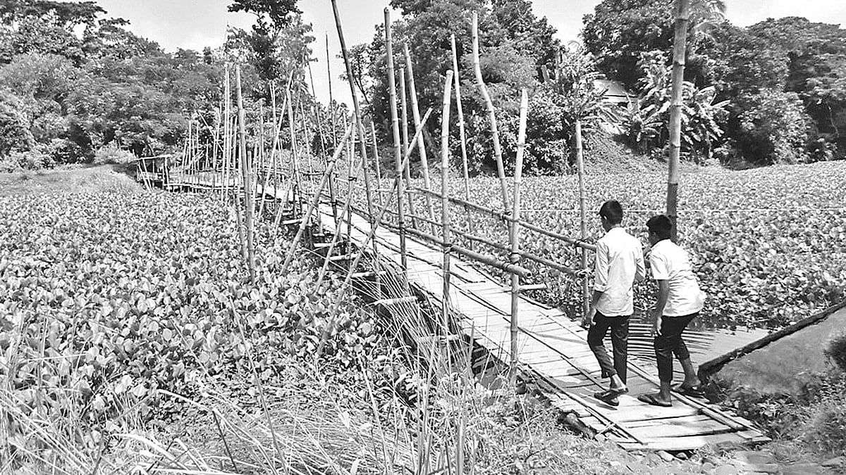 নবাবগঞ্জের নয়নশ্রী ইউনিয়নের তুইতাল-বকচর গ্রামে ইছামতীর শাখা নদীতে বাঁশের সাঁকো। এই সাঁকো দিয়ে ঝুঁকি নিয়ে মানুষকে পারাপার হতে হয়। ছবি: প্রথম আলো -2