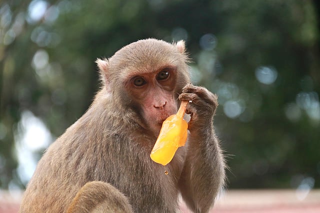 কী মজার আইসক্রিম