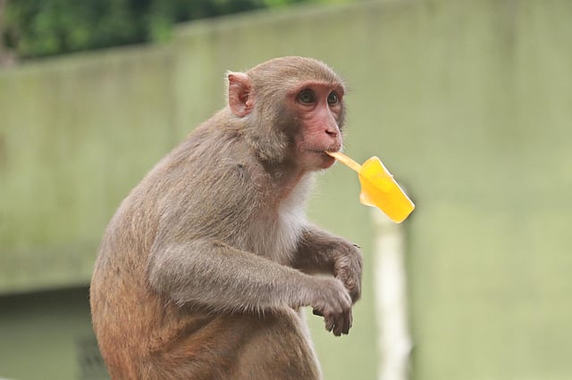 আইসক্রিম মুখে বানর
