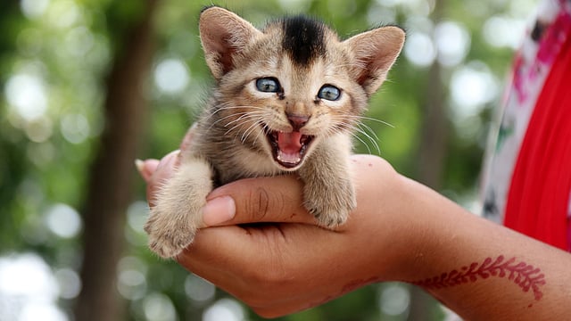 মাকে হারিয়ে এদিক ওদিক কেঁদে ফিরছিল বিড়ালছানাটি। এক শিক্ষার্থী তাকে কোলে তুলে নেন। বাসায় নেওয়ার জন্য ফোনে মায়ের অনুমতি চাইলেও ধমক খেতে হয়। কারণ এর আগে বাড়িতে সে তিনটি বিড়াল নিয়ে গেছে। অসহায় বিড়ালছানাটি নিয়ে বড় বিড়ম্বনায় পড়েছে সে। সরকারি এডওয়ার্ড কলেজ, পাবনা, ২০ জুন। ছবি: হাসান মাহমুদ