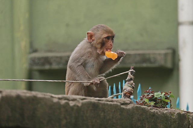 আইসক্রিম খাওয়ার কায়দাও ভালো জানা আছে