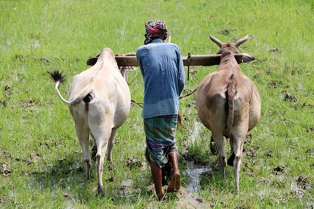 রোদের মধ্যে জমিতে হাল দিচ্ছেন কৃষক। দেবীদাসপুর, মনিরামপুর, যশোর, ২০ জুন। ছবি: এহসান-উদ-দৌলা