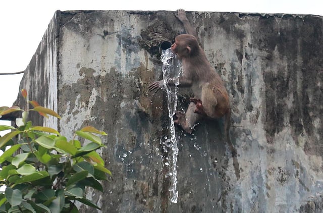 ট্যাংক থেকে গড়িয়ে পড়া পানিতে মুখ