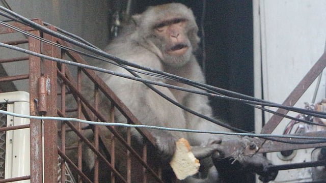 খাবারের সন্ধানে লোকালয়ে চলে এসেছে বানরটি। উকিলপাড়া, নারায়ণগঞ্জ, ২৩ জুন। ছবি: দিনার মাহমুদ