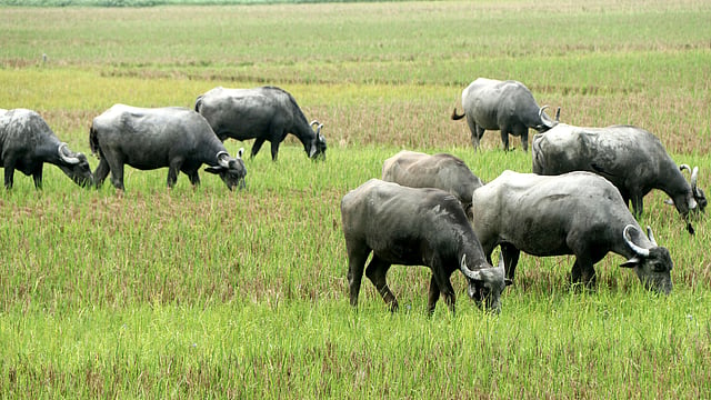 মাঠে দল বেঁধে চরছে মহিষ