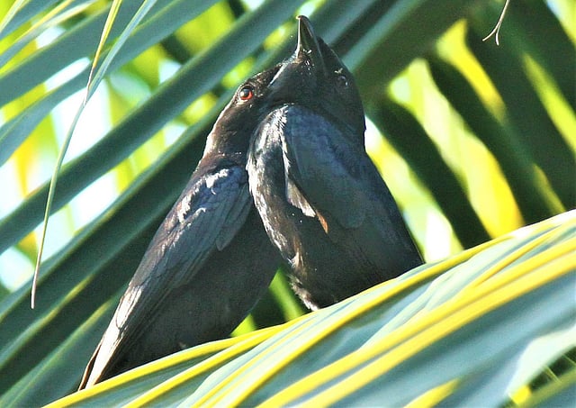 গাছে বসে ভাব জমাচ্ছে দুটি ভীমরাজ পাখি। মানিকছড়ি, রাঙামাটি, ২৩ জুন। ছবি: সুপ্রিয় চাকমা