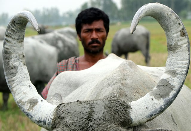 বিজন চন্দ্র ঘোষ নিজের পালা মহিষটির ভালোবেসে নাম দিয়েছেন পাগলি। দেখতে বেশ নাদুসনুদুস। শিংটি সুন্দর। পানি খাওয়ানোর সময় পাগলি বলে ডাকলে চলে আসে বিজনের কাছে।