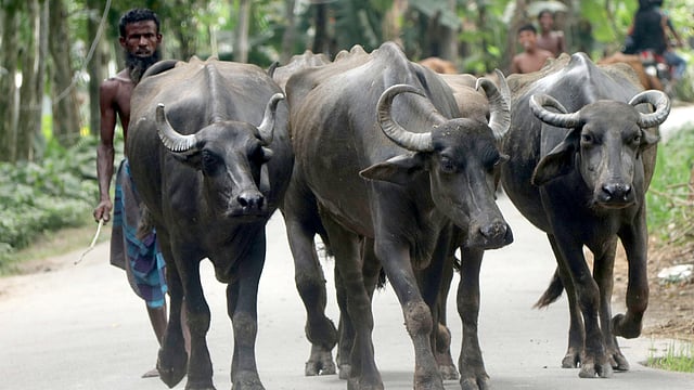 গ্রামীণ মাঠে মহিষ চরাতে যাচ্ছেন হবিবর রহমান। কুটামহিন, গাবতলী, বগুড়া, ২৩ জুন। ছবি: সোয়েল রানা