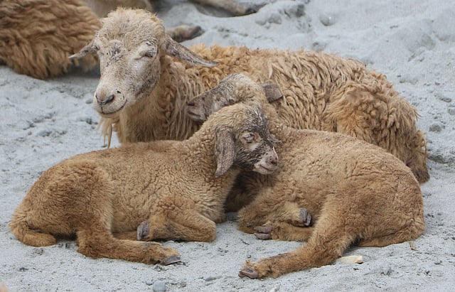 প্রচণ্ড রোদে ও গরমে ক্লান্ত হয়ে ছায়াঘেরা স্থানে বিশ্রাম নিচ্ছে ভেড়ার দল। বৌবাজার এলাকা, নারায়ণগঞ্জ, ২৩ জুন। ছবি: দিনার মাহমুদ