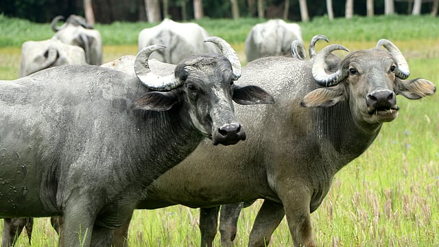 মানুষ দেখেই দাঁড়িয়ে যায় জোড়া মহিষ।
