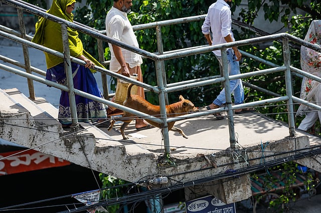 পথচারীদের সঙ্গে পদচারী-সেতু দিয়ে রাস্তা পার হচ্ছে  কুকুরটিও। অথচ ঢাকা-নারায়ণগঞ্জ মহাসড়কের এই পদচারী-সেতুর নিচ দিয়ে হরহামেশা রাস্তা পার হচ্ছেন অনেকে। রায়েরবাগ, ঢাকা, ২৪ জুন। ছবি: দীপু মালাকার