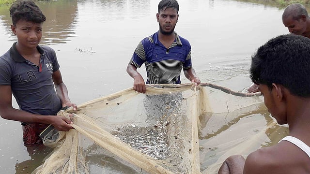 চলনবিলের সিংড়ার সাতপুকুরিয়া এলাকায় সদ্য ঢোকা বন্যার পানিতে মা মাছ ধরছেন জেলেরা। ছবি: প্রথম আলো