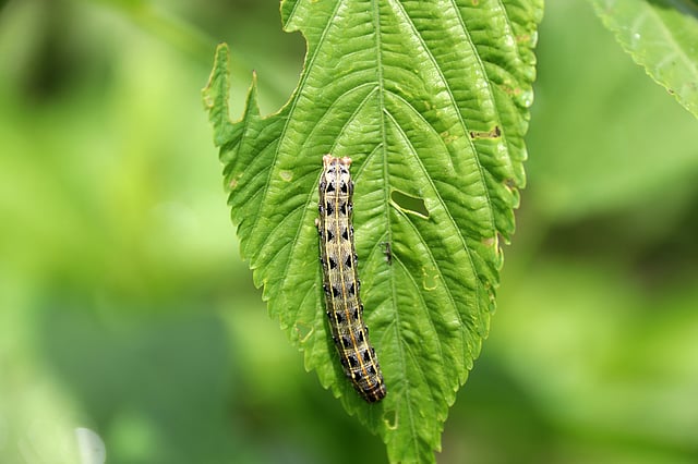 বৃষ্টি না হওয়ায় পাটখেতে পোকার আক্রমণ বেড়েছে। বাকোশপোলম, মনিরামপুর, যশোর, ২৪ জুন। ছবি: এহসান-উদ-দৌলা