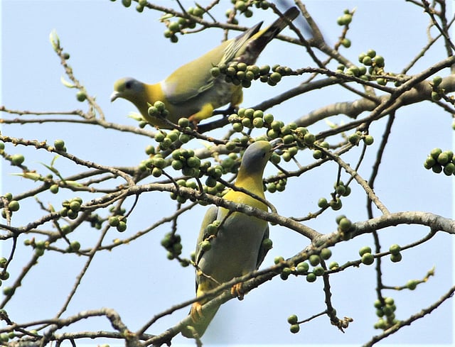 বুনো ফল খাচ্ছে হরিয়াল পাখি। সাজেক সড়ক, বাঘাইছড়ি, রাঙামাটি, ২৪ জুন। ছবি: সুপ্রিয় চাকমা