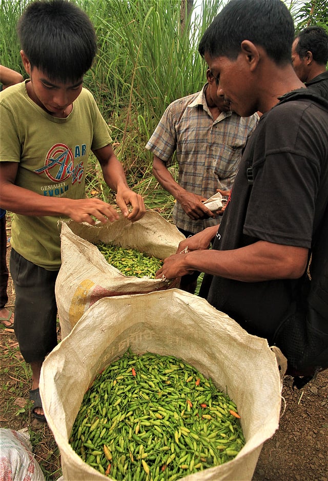 পাহাড়ি এই মরিচের নাম জুম মরিচ। স্থানীয় হাটে ২০০ টাকা দরে বিক্রি হয় প্রতি কেজি। বাঘাইছড়ি, রাঙামাটি, ২৪ জুন। ছবি: সুপ্রিয় চাকমা