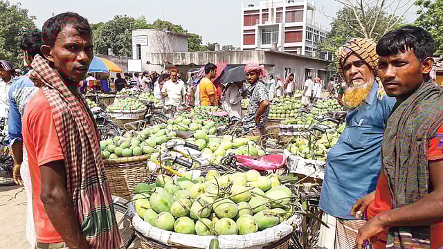 সাইকেলে চড়ে আম আসে হাটে। ছবি: লেখক