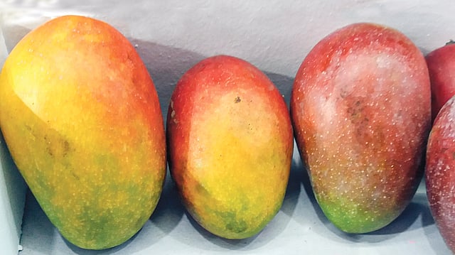 সূর্য ডিম